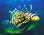 Underwater World - Accommodation Rockhampton 0