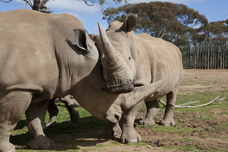 Monarto Zoo - Accommodation Rockhampton 0