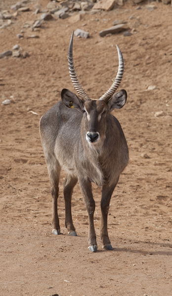Monarto Zoo - Accommodation Rockhampton 1