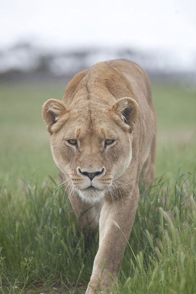 Monarto Zoo - Accommodation Rockhampton 2