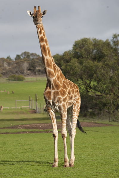 Monarto Zoo - Accommodation Rockhampton 3