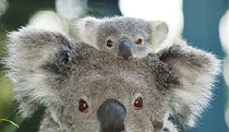 Billabong Koala And Wildlife Park - Accommodation Rockhampton 0