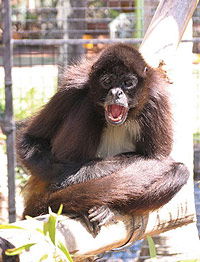 Billabong Koala And Wildlife Park - Accommodation Rockhampton 1