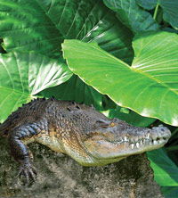 Billabong Koala And Wildlife Park - Accommodation Rockhampton 2