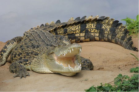 Dundee's Wildlife Park - Accommodation Rockhampton 0