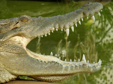 Dundee's Wildlife Park - Accommodation Rockhampton 1