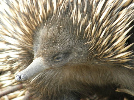 Dundee's Wildlife Park - Accommodation Rockhampton 3