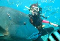 Maxi Ragamuffin - Accommodation Rockhampton 1