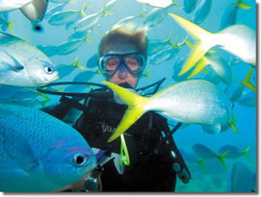 Maxi Ragamuffin - Accommodation Rockhampton 3