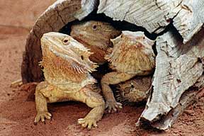 Alice Springs Reptile Centre - Accommodation Rockhampton 0