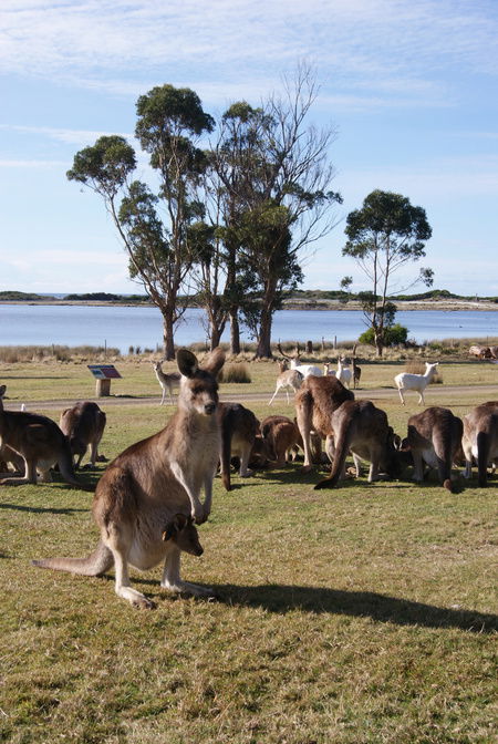 East Coast Natureworld - Accommodation Rockhampton 1