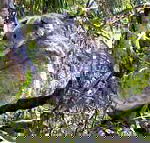 Koala Conservation Centre - Accommodation Rockhampton