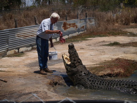 Koorana Saltwater Crocodile Farm - Accommodation Rockhampton 1