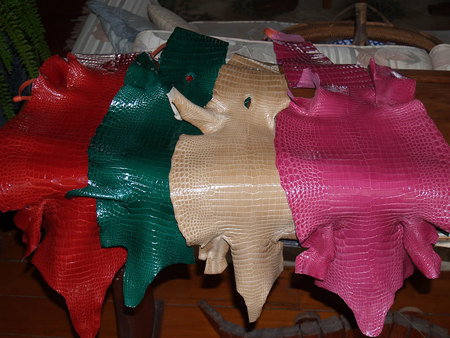 Koorana Saltwater Crocodile Farm - Accommodation Rockhampton 2