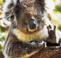 Gorge Wildlife Park - Accommodation Rockhampton