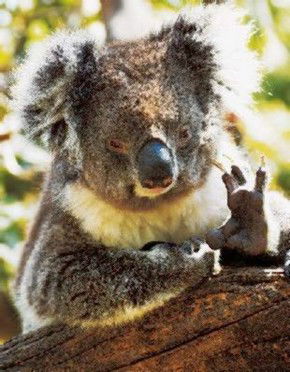 Gorge Wildlife Park - Accommodation Rockhampton 0