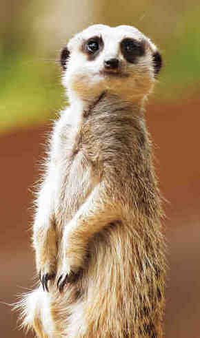 Gorge Wildlife Park - Accommodation Rockhampton 2