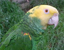 Gorge Wildlife Park - Accommodation Rockhampton 3