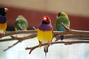 Kyabram Fauna Park - Accommodation Rockhampton 1