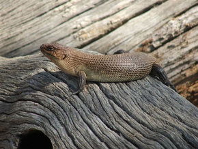 Kyabram Fauna Park - Accommodation Rockhampton 2