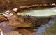 Wyndham Zoological Gardens And Crocodile Park - thumb 0