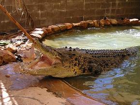 Wyndham Zoological Gardens And Crocodile Park - Accommodation Rockhampton 0