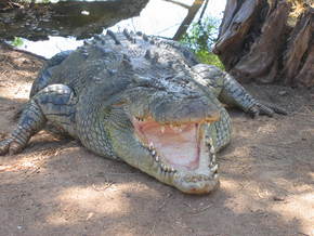 Wyndham Zoological Gardens And Crocodile Park - Accommodation Rockhampton 2