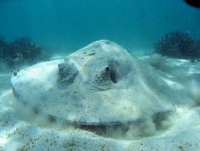 Three Islands Whale Shark Dive - Accommodation Rockhampton 2