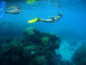 Three Islands Whale Shark Dive - Accommodation Rockhampton 3