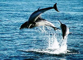 Polperro Dolphin Swims - Accommodation Rockhampton 1