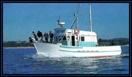 Polperro Dolphin Swims - Accommodation Rockhampton 2