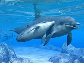 Polperro Dolphin Swims - Accommodation Rockhampton 3