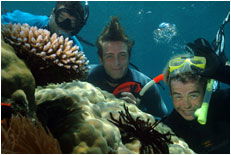 Dolphin Wild - Accommodation Rockhampton 1