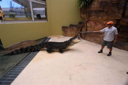 Crocosaurus Cove - Accommodation Rockhampton 2