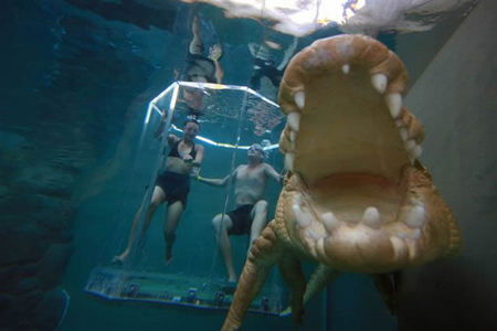 Crocosaurus Cove - Accommodation Rockhampton 3