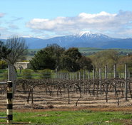 Buller View Wines - Accommodation Rockhampton