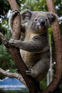Currumbin Wildlife Sanctuary - Accommodation Rockhampton 1