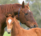 Blue Gum Farm - Accommodation Rockhampton 0