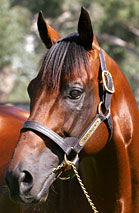 Blue Gum Farm - Accommodation Rockhampton 2