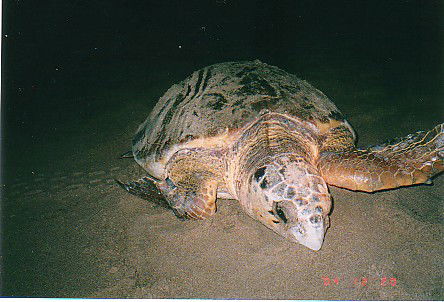 Footprints Adventures - Accommodation Rockhampton 0