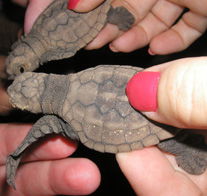 Footprints Adventures - Accommodation Rockhampton 1