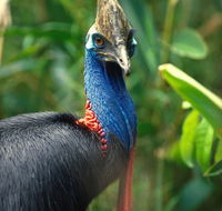 David Fleay Wildlife Park - Accommodation Rockhampton