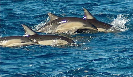 Dolphin Swim Australia - Accommodation Rockhampton 0