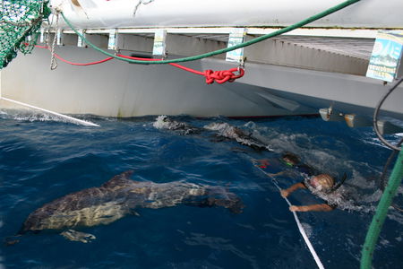Dolphin Swim Australia - Accommodation Rockhampton 1