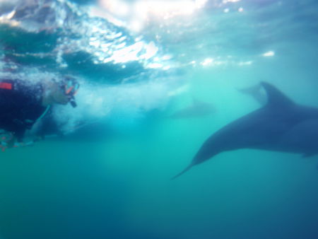 Dolphin Swim Australia - Accommodation Rockhampton 2