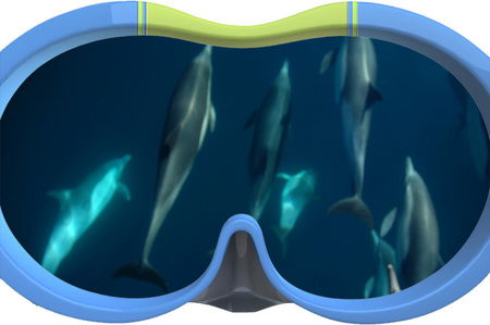 Dolphin Swim Australia - Accommodation Rockhampton 3