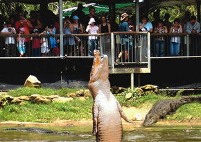 Crocodylus Park - Accommodation Rockhampton 2