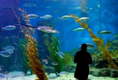 Melbourne Aquarium - Accommodation Rockhampton 0