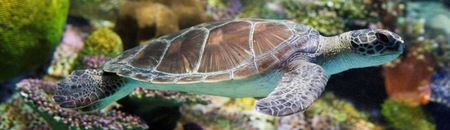 Melbourne Aquarium - Accommodation Rockhampton 1