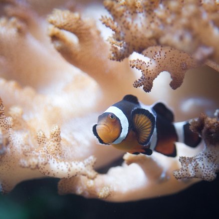 Melbourne Aquarium - Accommodation Rockhampton 2